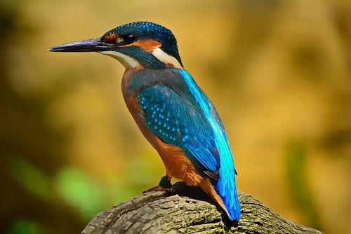 Wasseramsel, Eisvogel, Biber & Co.