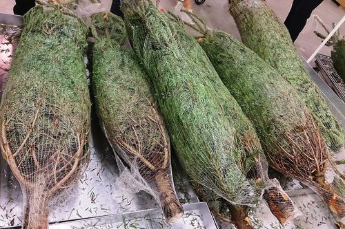 Weihnachtsbaumverkauf im Tierheim Aschaffenburg